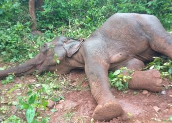 Ailing elephant dies despite treatment