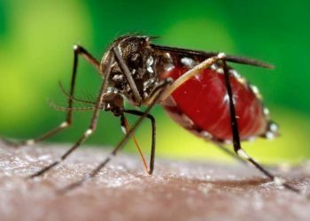 Dengue cases rise to 18 in Ganjam district