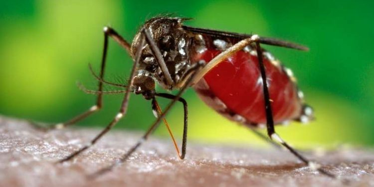 Dengue cases rise to 18 in Ganjam district