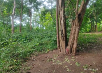 Farmers here rely on rituals for rain forecast