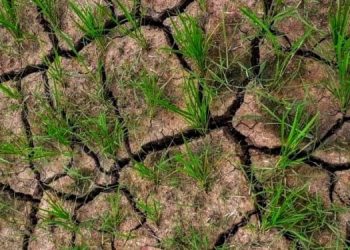 Govt swings into action to fight drought spell