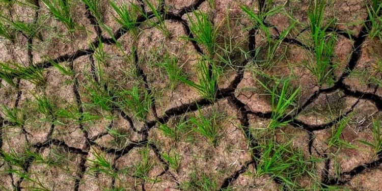 Govt swings into action to fight drought spell