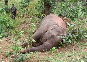 Elephant carcass found in Odisha's Ganjam, second such recovery in two days