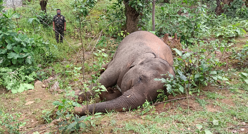 Elephant carcass found in Odisha's Ganjam, second such recovery in two days