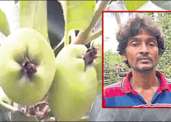 Khurda farmer grows Himachal apples in district