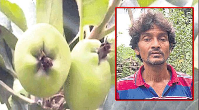 Khurda farmer grows Himachal apples in district