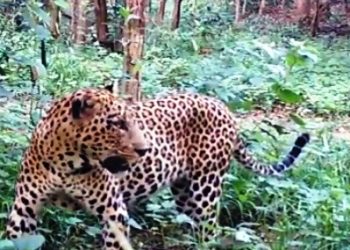 Leopard population on rise in Dhenkanal district