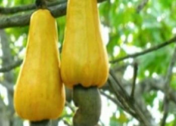 Mahakalpara cashew jungle in urgent need of attention