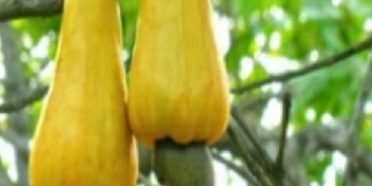 Mahakalpara cashew jungle in urgent need of attention