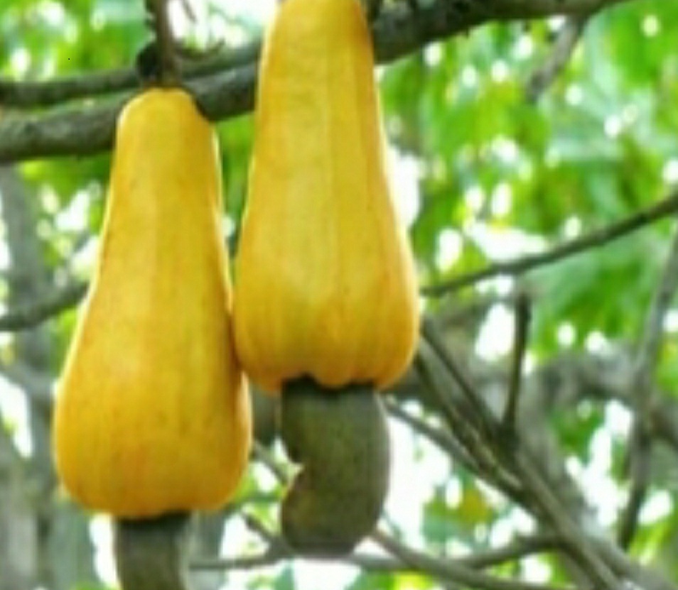 Mahakalpara cashew jungle in urgent need of attention