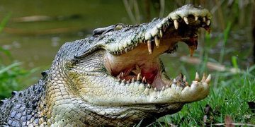 crocodile