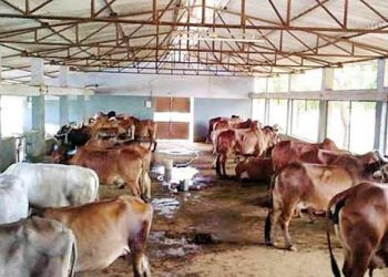 Mayurbhanj farmers turn away from dairy