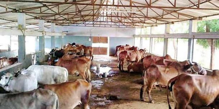 Mayurbhanj farmers turn away from dairy