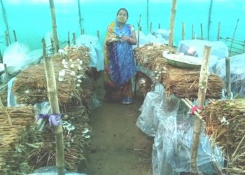 Mushroom movement transforms lives in Kalahandi village