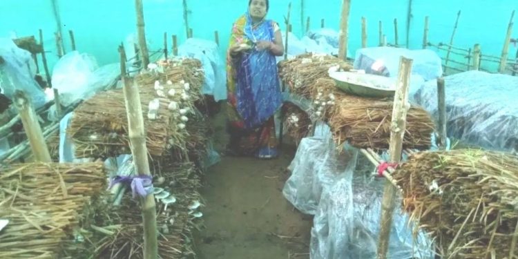 Mushroom movement transforms lives in Kalahandi village