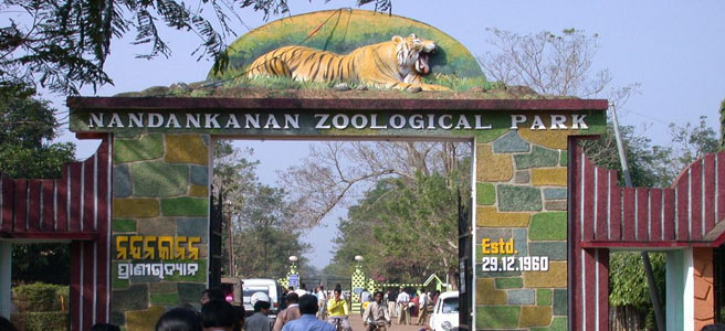 Nandankanan zoo gets its new guest as hippo gives birth to healthy calf