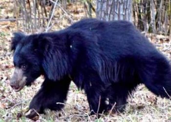 Bear mauls man to death in Nabarangpur district