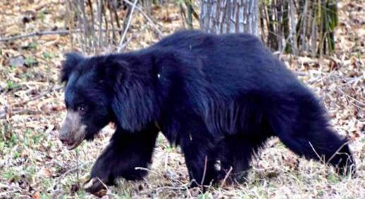 Bear mauls man to death in Nabarangpur district