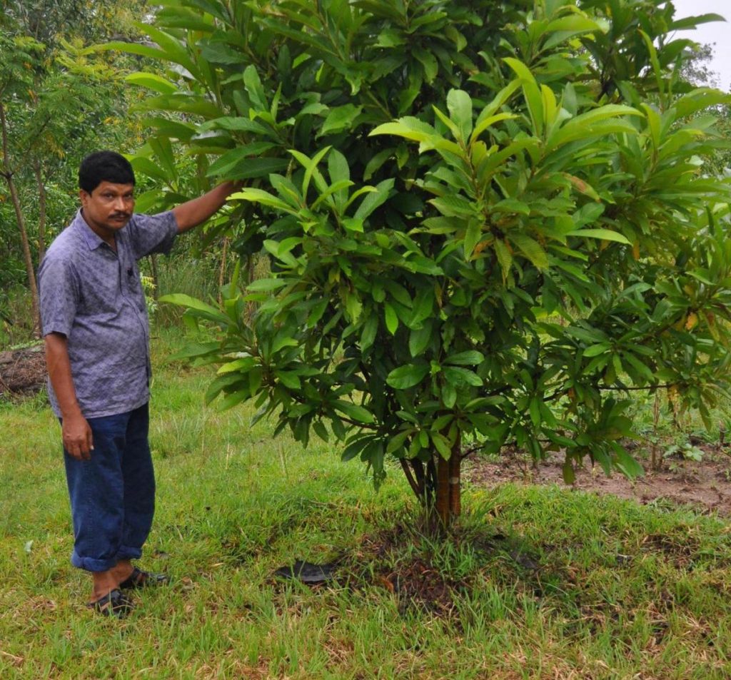 Bhadrak teacher wins hearts for planting over 8,000 trees 