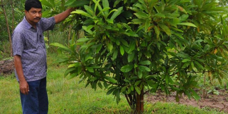 Bhadrak teacher wins hearts for planting over 8,000 trees 
