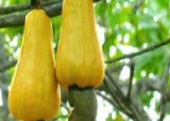 Cashew farming takes a back seat in Jagatsinghpur