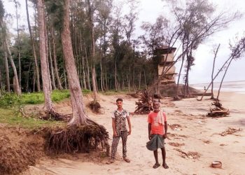 Casuarina forests fast shrink along Balasore coast