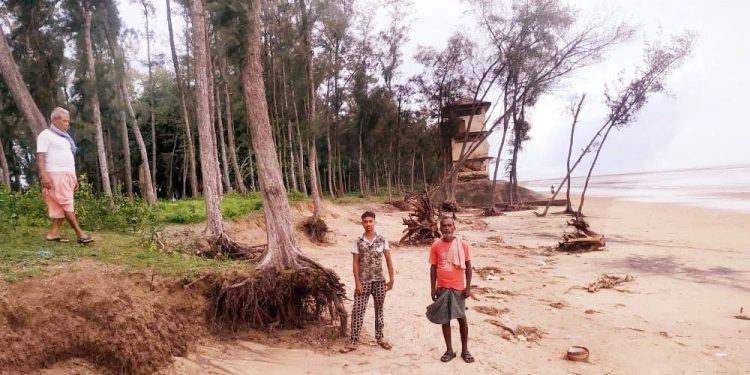 Casuarina forests fast shrink along Balasore coast