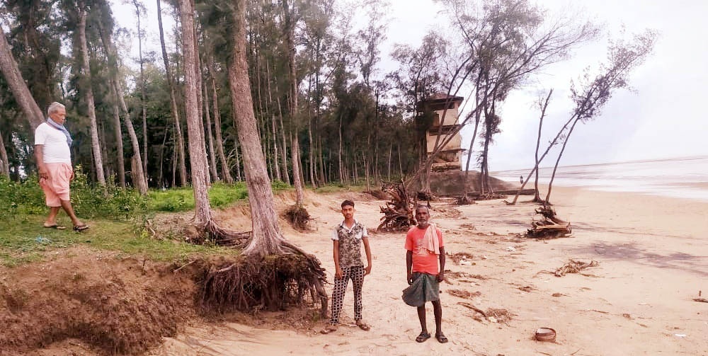 Casuarina forests fast shrink along Balasore coast