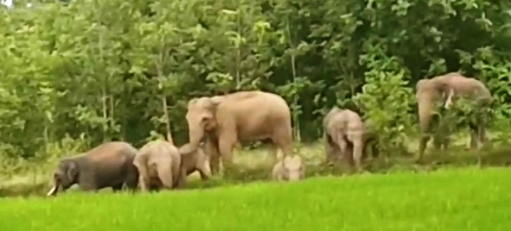 Elephants