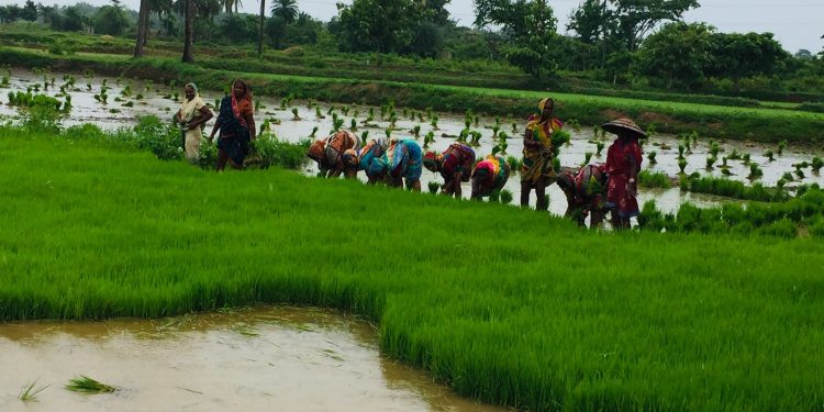 Ganjam farmers seek agri college