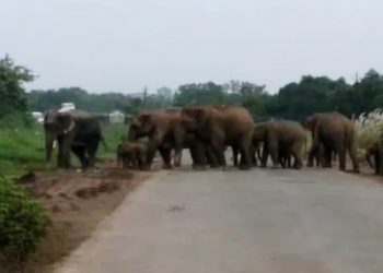 NH-55 at Haladiabahal becomes elephants’ favourite