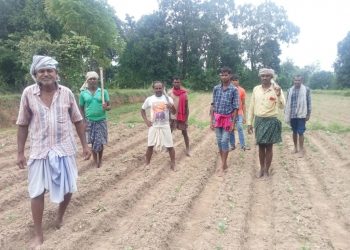 Veggie growers panic as rain destroys crops