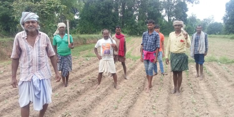 Veggie growers panic as rain destroys crops