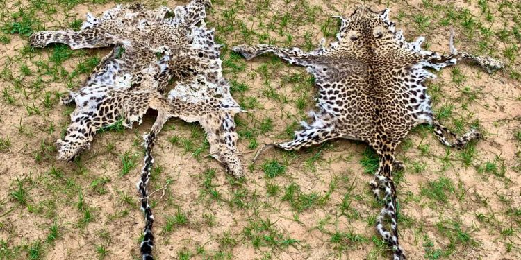 2 leopard skins seized, 1 arrested in Boudh dist