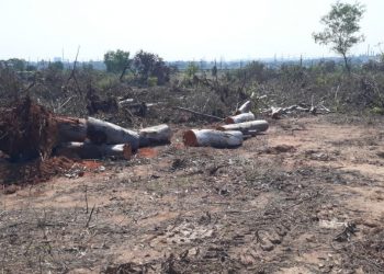 Admin razes forest sans permission