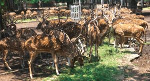 CMC plans to relocate deer from park in Tulasipur locality to Chandaka forest