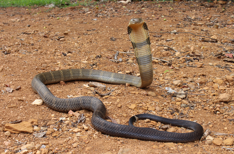 Cobra