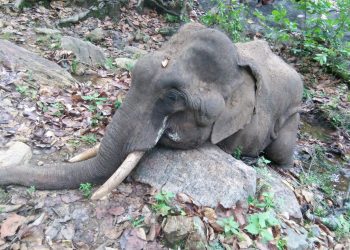 Decomposed carcass of tusker found in Angul district