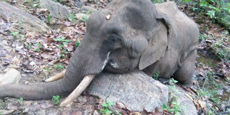 Decomposed carcass of tusker found in Angul district