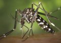 Dengue acquires alarming proportions in Ganjam district