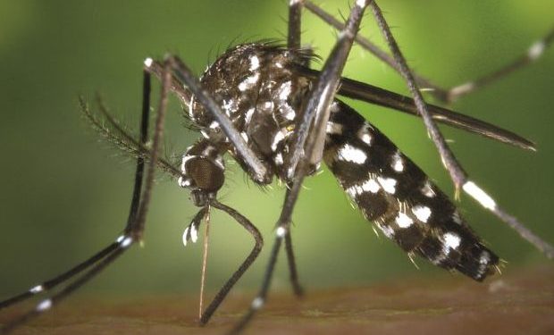 Dengue acquires alarming proportions in Ganjam district