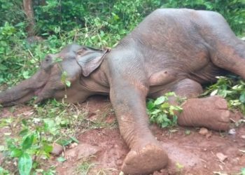Elephant carcass recovered from Sambalpur forest