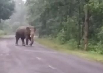 Elephant tramples man to death