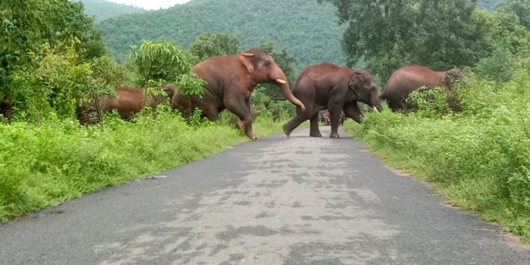 Elephants