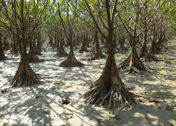 Mangrove