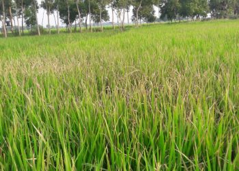 cyclone Dana - Paddy farmers