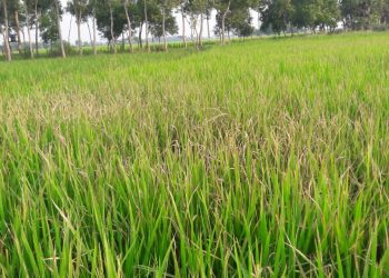 Paddy fields