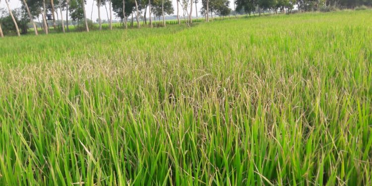 cyclone Dana - Paddy farmers
