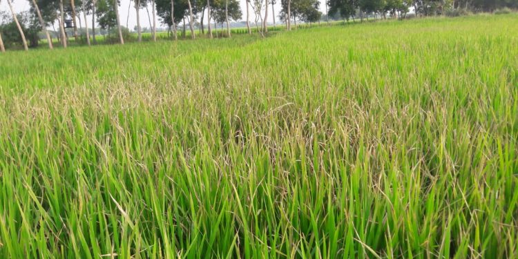 Paddy fields