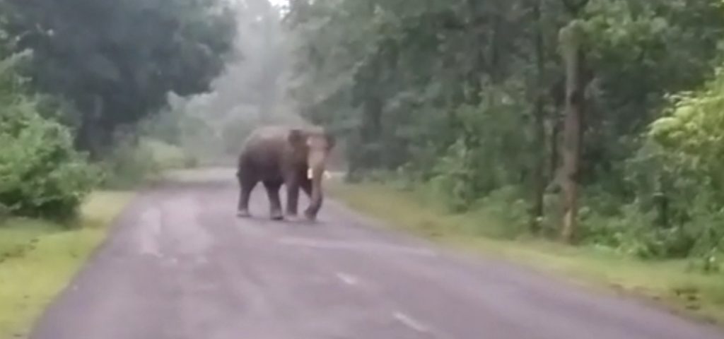 Two tuskers go on rampage in Bonai area, locals concerned 